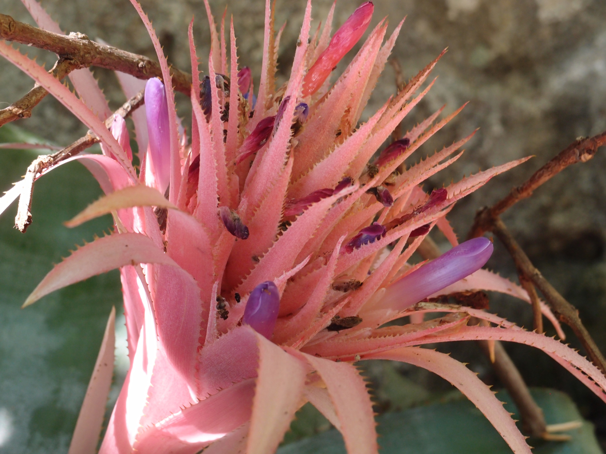 2016-02-18 Paulas Garten (Fotos)